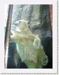 Polar Bear at Central Park Zoo New York 3 * 2592 x 1944 * (1.93MB)